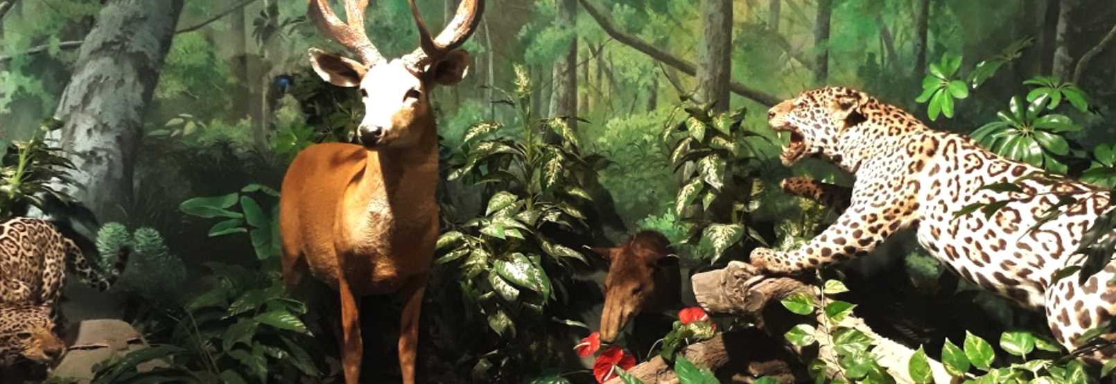 Museo de la Fauna y Ciencias Naturales
